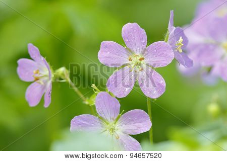 Wild Geraniums After A Spring Rain