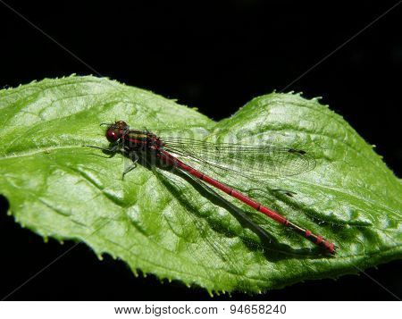 Large Red Damselfly