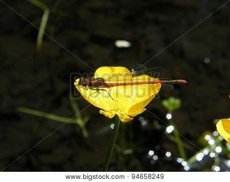 Large Red Damselfly