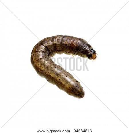  caterpillar isolated on a white background 
