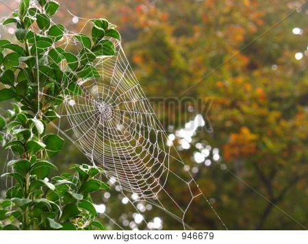 Őszi Web
