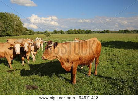 Cattle Herd