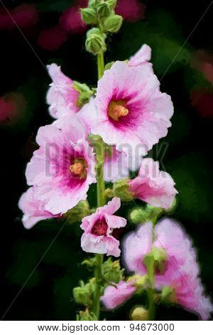 Hollyhocks Flowers