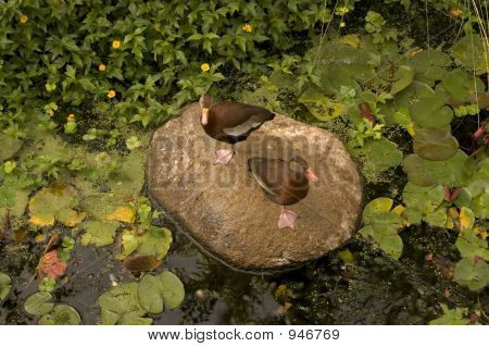 Ducksonarock