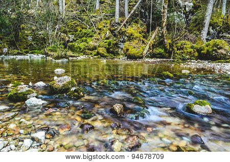 Small stream in a forest