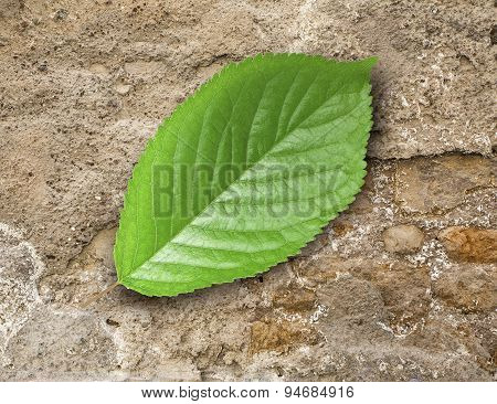Green Leaf