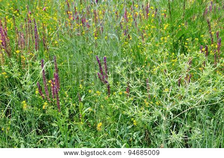 Meadow grass, prairie grass.