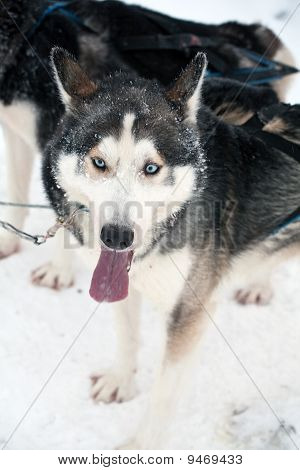 Husky