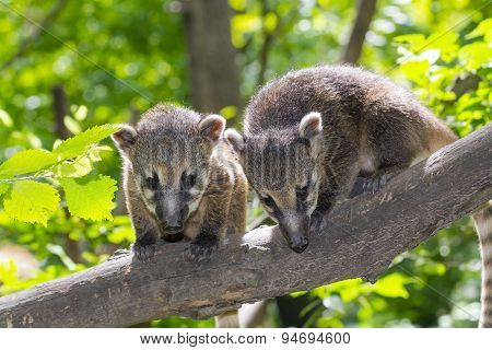 South American Coati (nasua Nasua) Baby
