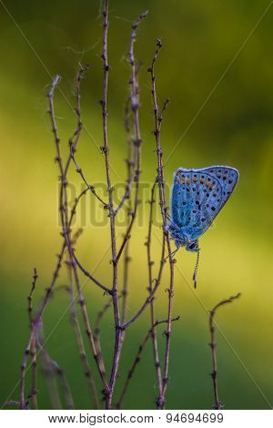 Butterfly Lycaenidae sitting on a plant