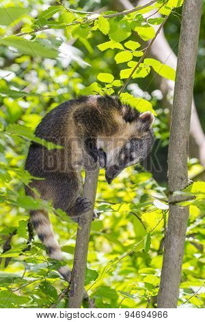 South American Coati (nasua Nasua) Baby