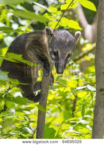 South American Coati (nasua Nasua) Baby
