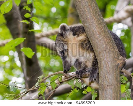 South American Coati (nasua Nasua) Baby