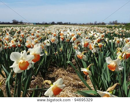 A field of white-orange daffodils