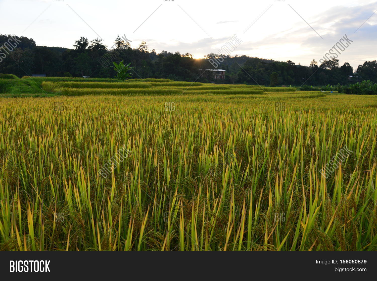 Landscape Rice Field Image & Photo (Free Trial) Bigstock