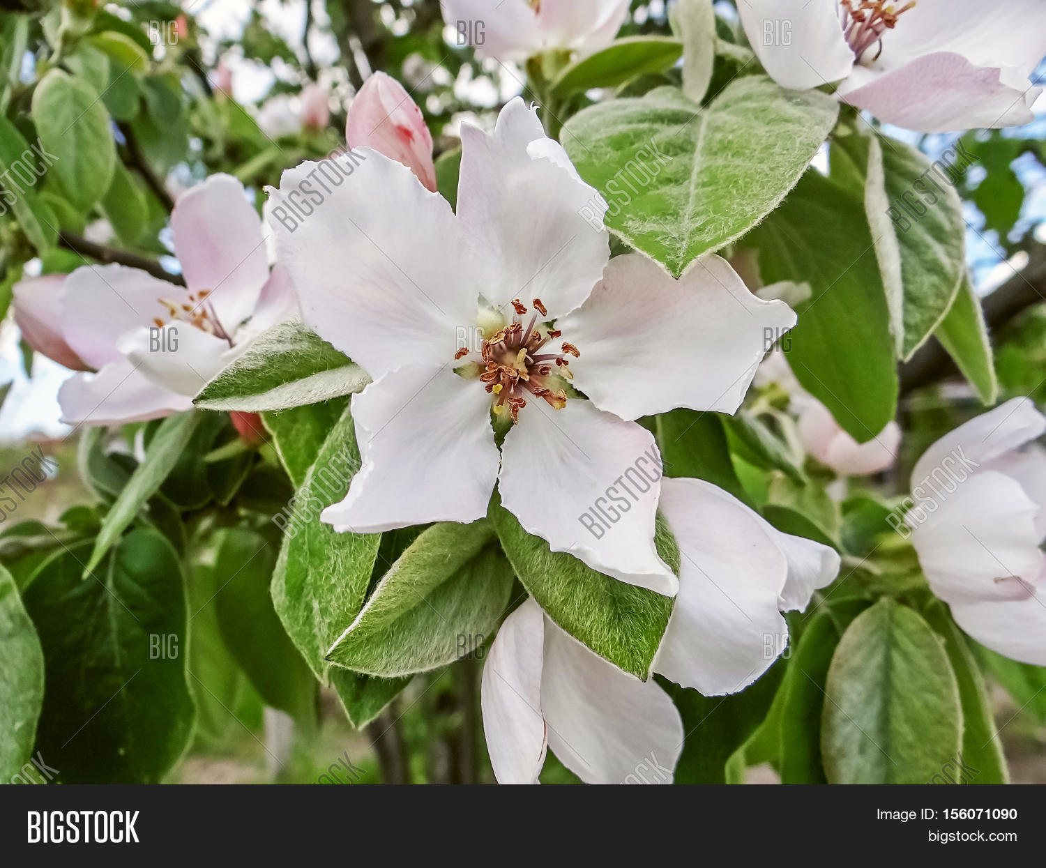 Quince Blossom