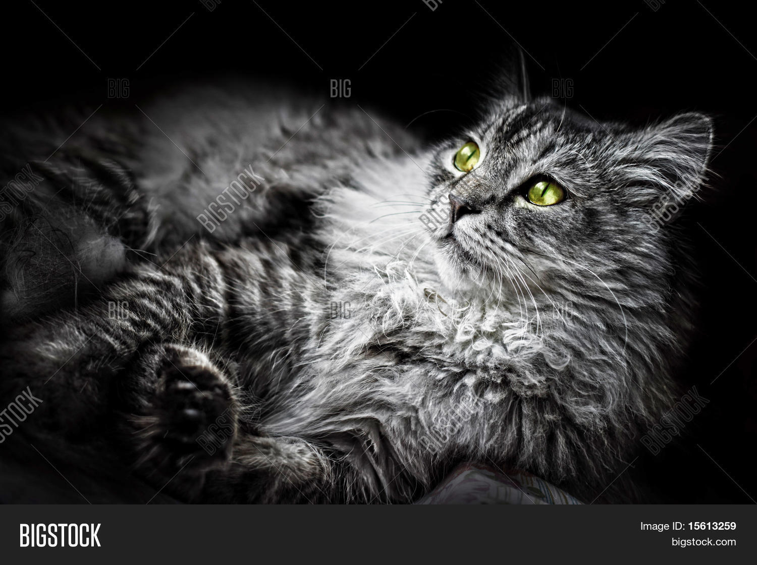 Grey Fluffy Cat Image & Photo (Free Trial) Bigstock