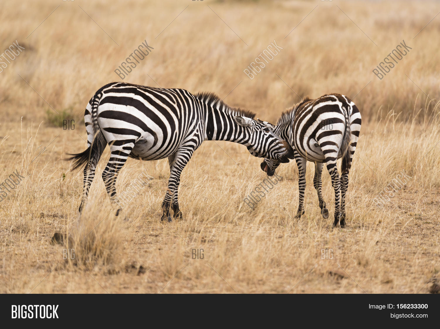 Plain Zebras During Image & Photo (Free Trial) Bigstock
