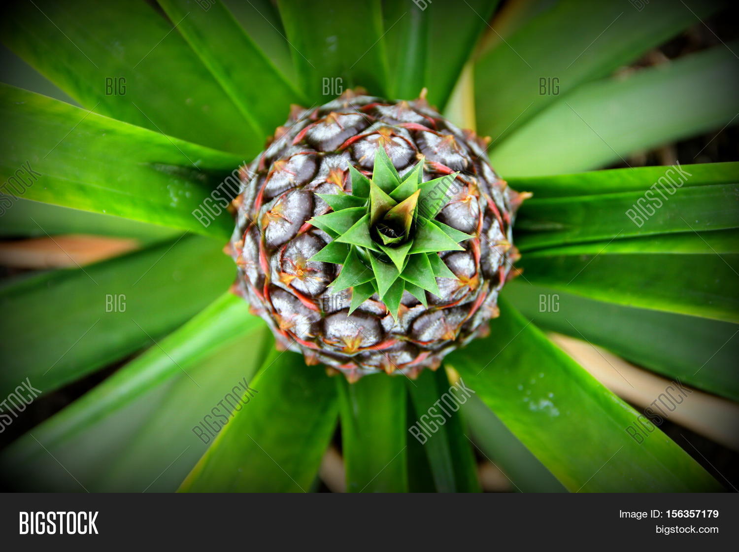 Imagen y foto This How Pinapple (prueba gratis) | Bigstock
