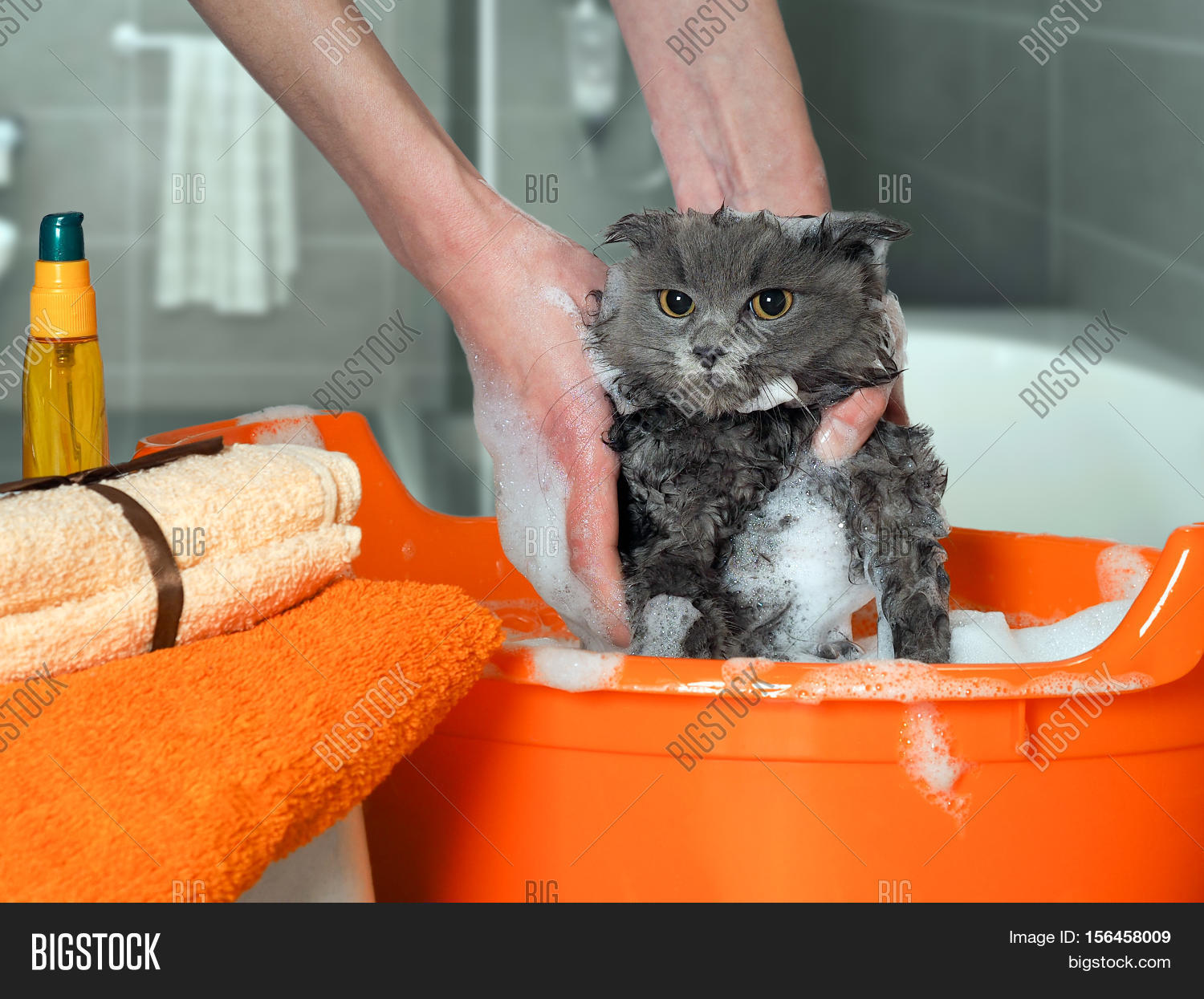 Process Washing Cat Image & Photo (Free Trial) Bigstock