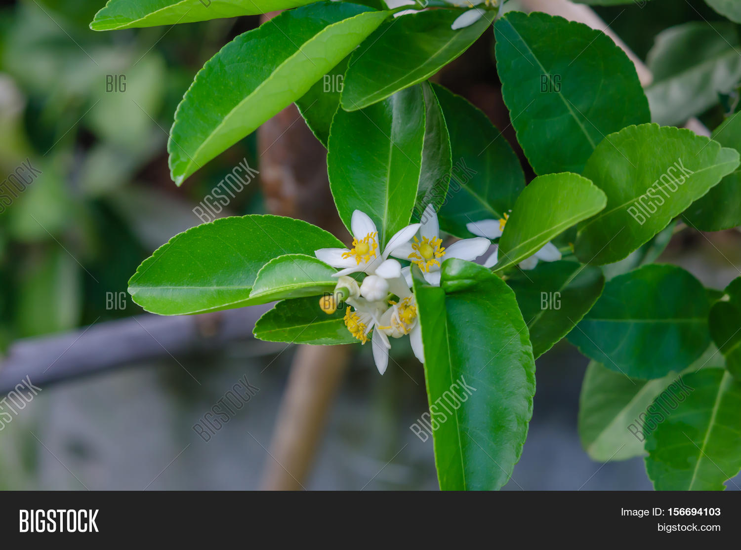 Lemon Blossom On Tree Image & Photo (Free Trial) Bigstock