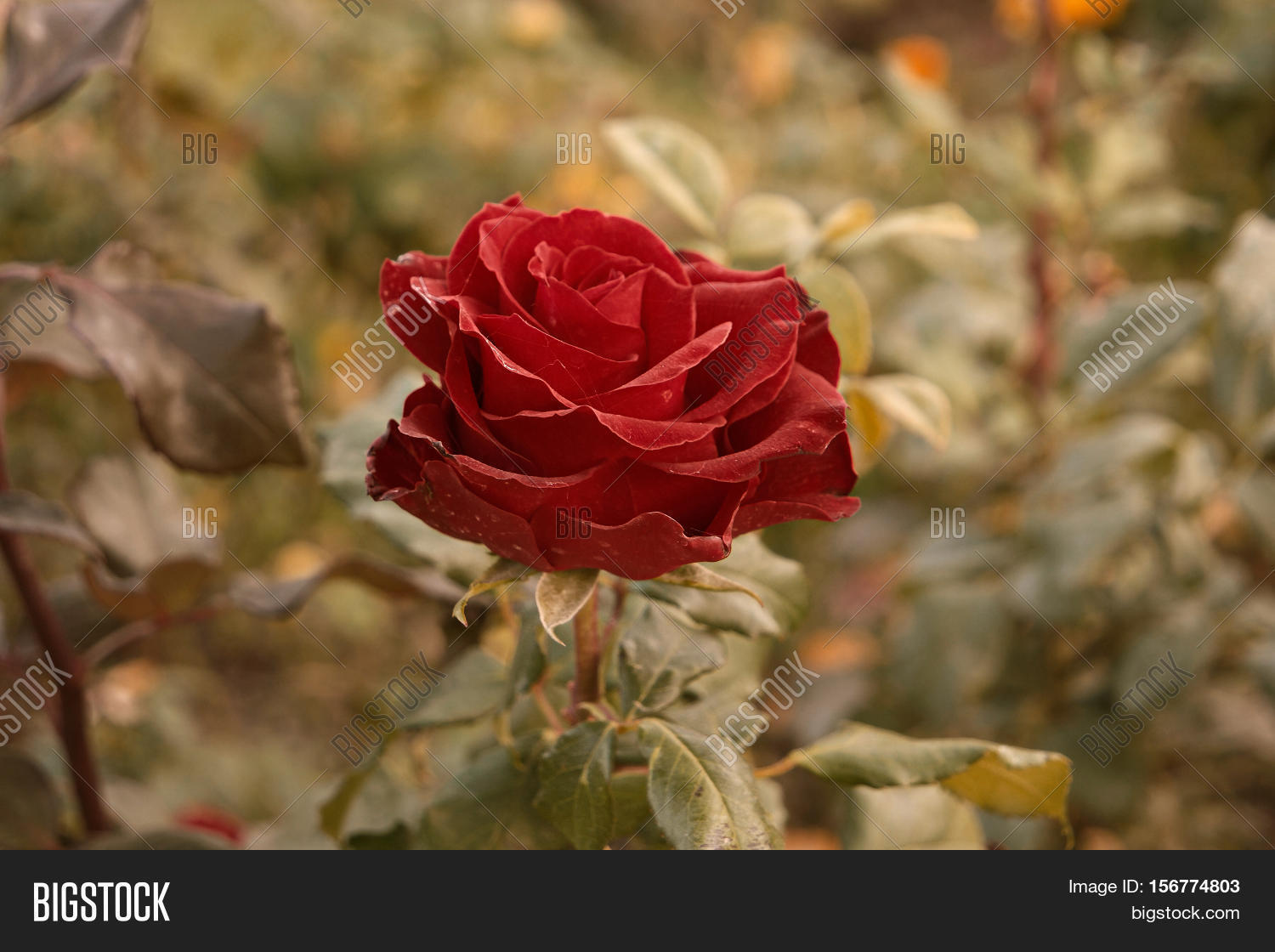 Deep Red Rose Autumn Image & Photo (Free Trial) Bigstock