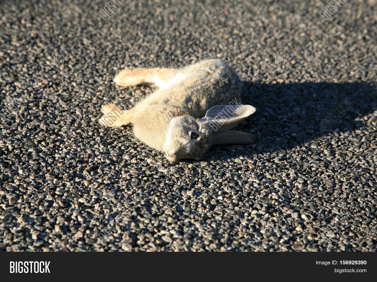 Road Kill. Jack Rabbit Image & Photo (Free Trial) Bigstock