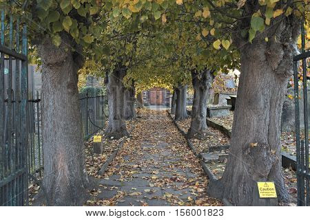 Alley with old trees leading to wooden door