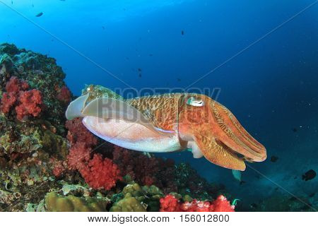 Cuttlefish pair mating