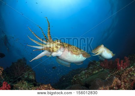 Cuttlefish pair mating