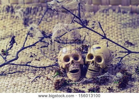 Still life concept human body bone male and female sit on dry branches with old cobweb and flower of moke indicate love forever.