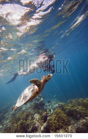 girl swimming with turtle