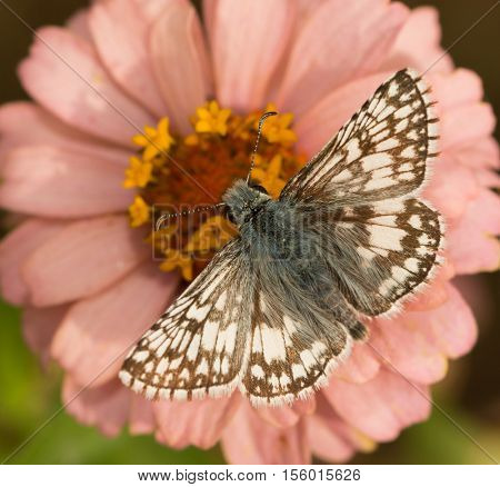 Dorsal view of a Common Checkered-Skipper, Pyrgus communis, feeding on a pink Zinnia