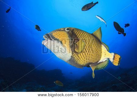 Triggerfish and groupers feeding on coral reef underwater