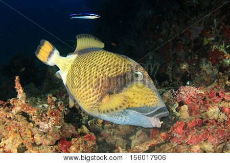 Titan Triggerfish