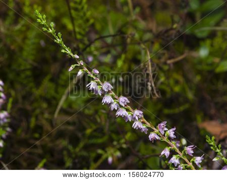 Wild Purple Common Heather Calluna vulgaris blossom close-up selective focus shallow DOF