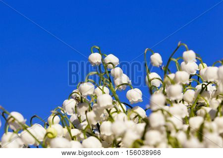photographed close-up white flowers lily of the valley growing in the forest in the spring time of the year. Blue sky in the background