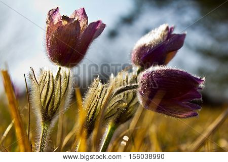 Purple pasque flowers in springtime / Hairy fuzzy pasque-flowers in soft purple pastel colors in springtime