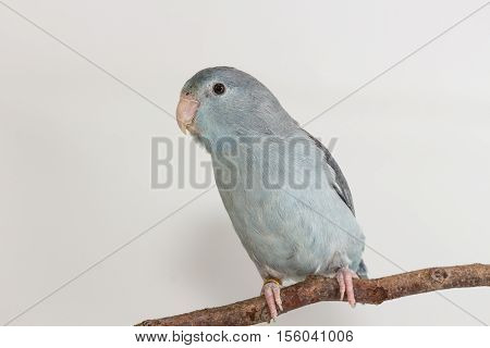 Mauve Forpus, Parakeet, Bird