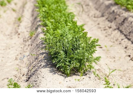 the field of agriculture, which grew little green sprouts of carrots