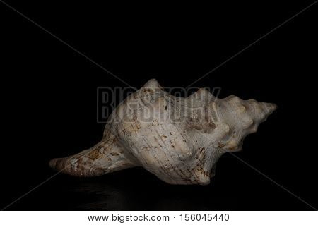 a close up shot of a sea shell