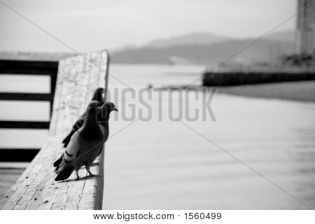 Pigeon