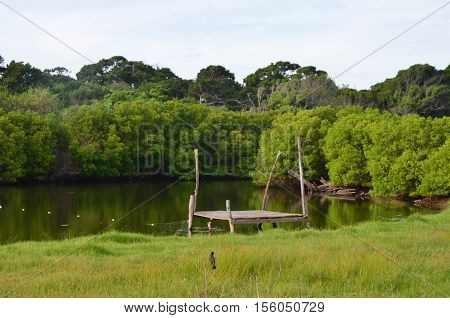 attractive and naturally beautiful jungle in sri lanka