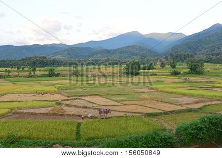 Landscape Rice field at Nan Province, Thailand