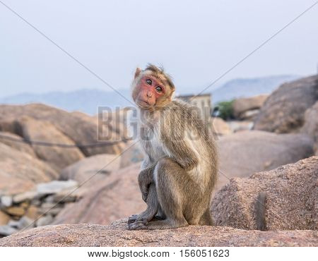The cutest monkey in India Hampi Hanuman Temple