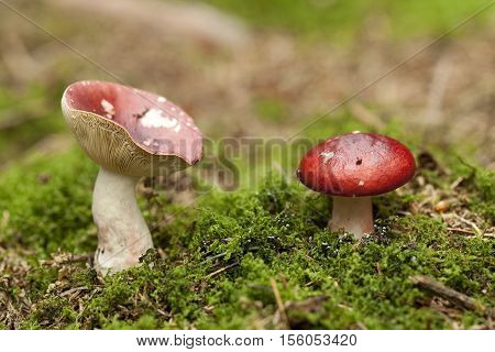 red mushroom inedible ( Russula paludosa) in forest