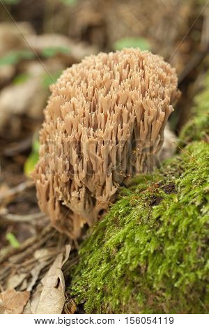 inedible coral fungus (Ramaria stricta) on moss