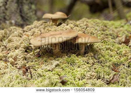 inedible mushrooms (Paxillus involutus) on dry moss