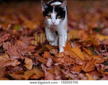 Suddenly a cat emerged as thogh out of nowhere