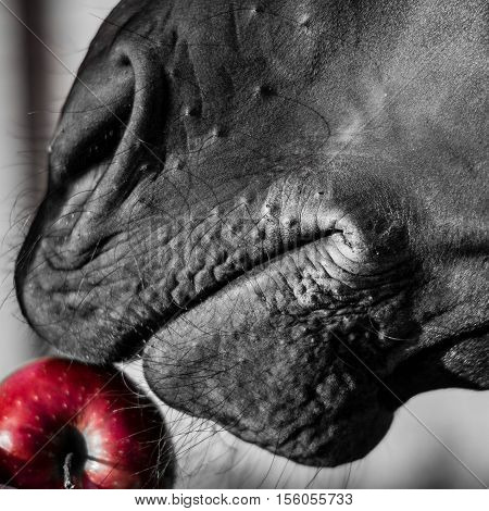 the horse wants to try a red ripe apple